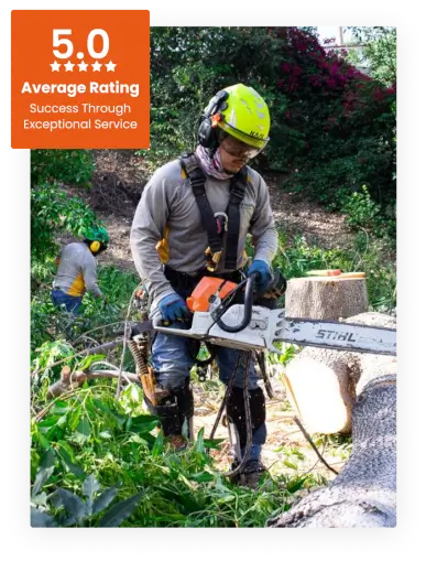 About Favor Tree Care